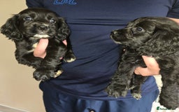 Cocker Spaniel dogs for sale: Cocker Spaniel puppies  - Image 6