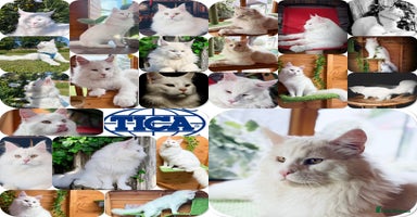 Maine Coon cats - Advert 10