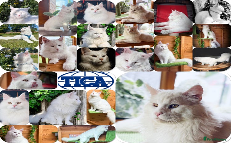 Maine Coon cats - Advert 3