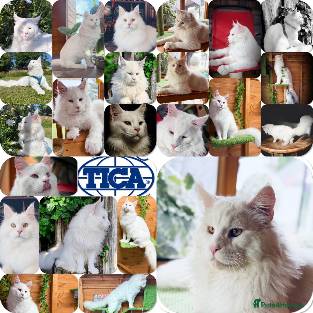 Maine Coon cats for sale: ANDERPRIDE HAVE KITTENS DUE - WAITING LIST OPEN  - Image 2