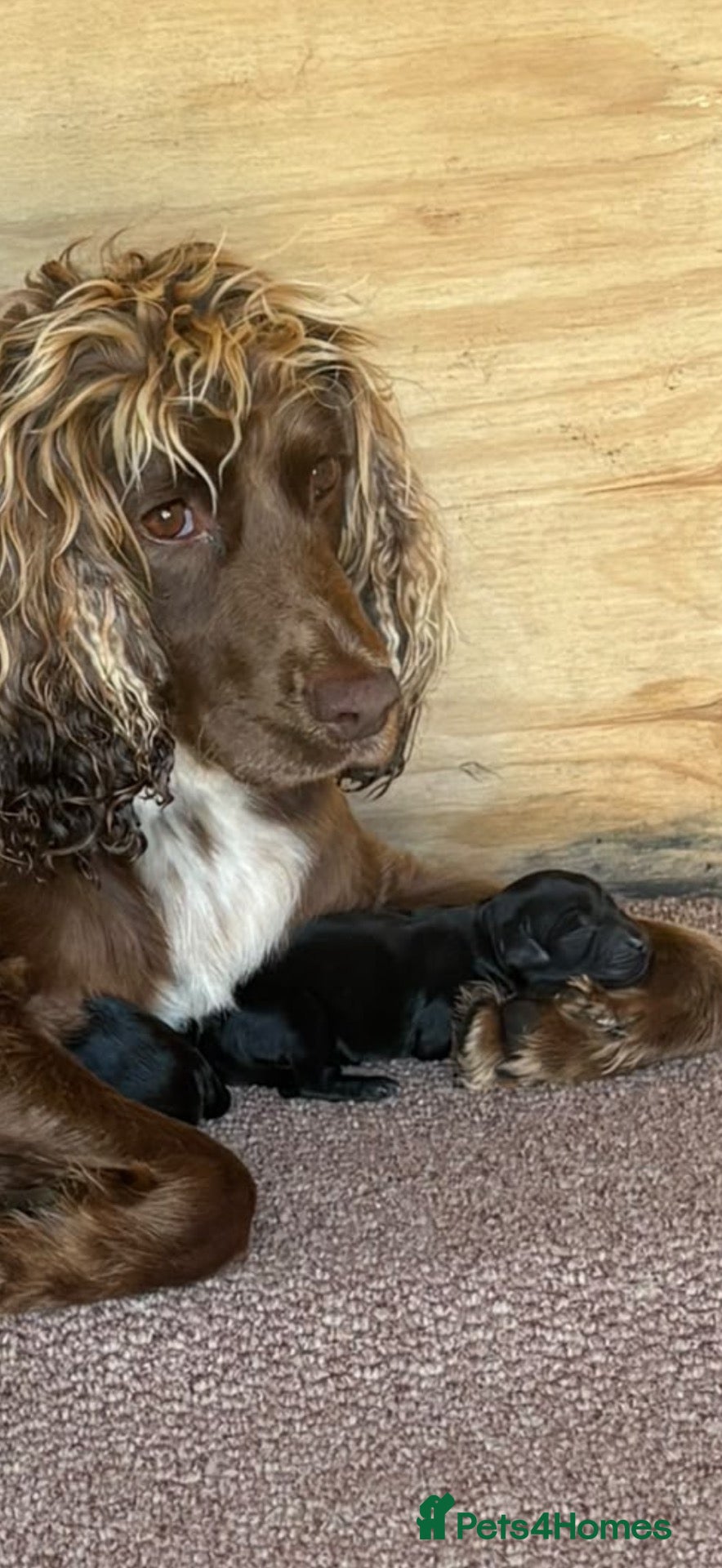 Cockapoo dogs for sale: 6 cockerpoo puppies  - Advert 1