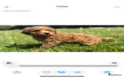 Toy Poodle dogs for sale: Miniature toy poodles - Image 9