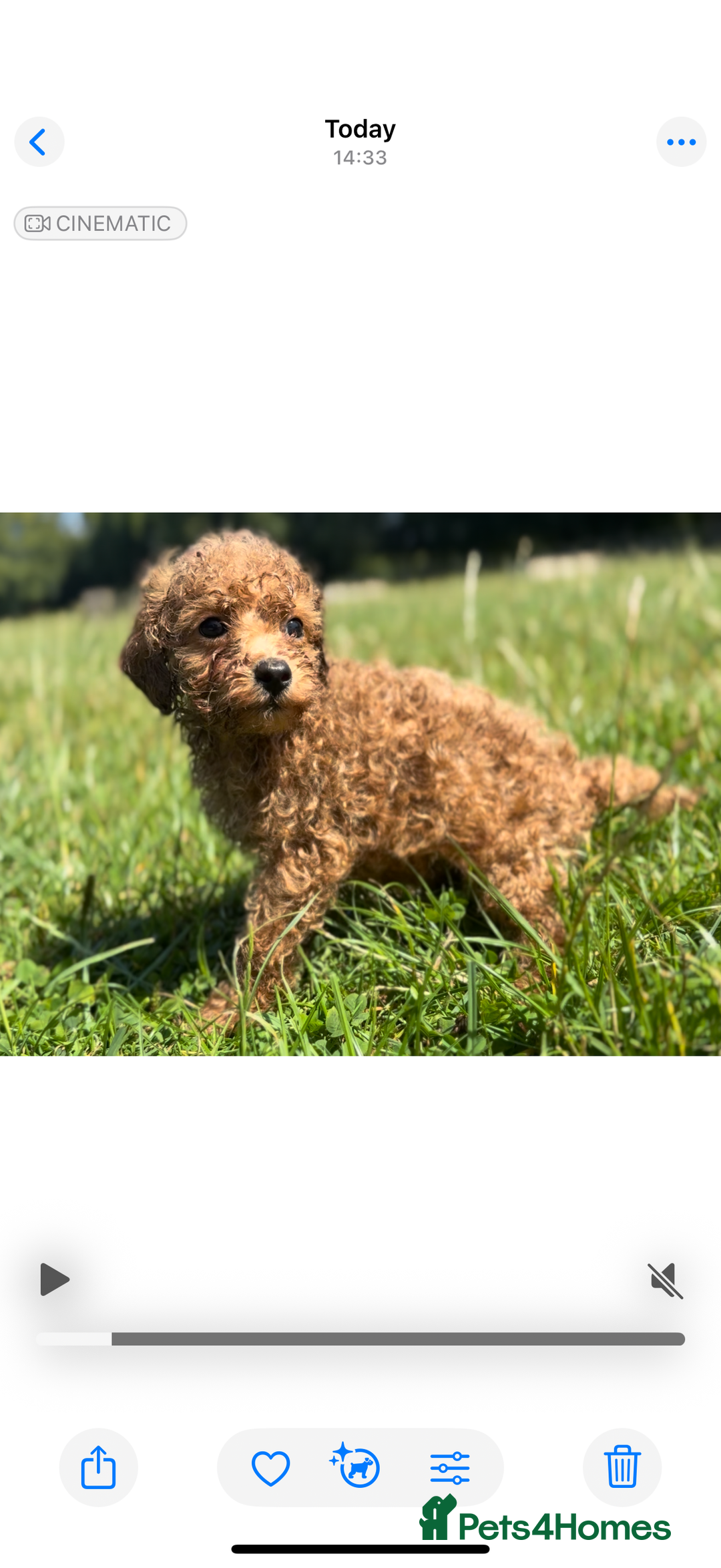 Toy Poodle dogs for sale: Miniature toy poodles - Image 9