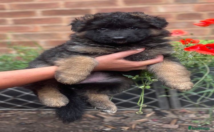 German Shepherd dogs - Advert 9