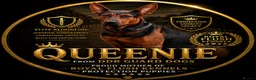 Chinese Red Dog dogs for sale: 2 CHINESE RED DOG GIRLS LEFT 🇨🇳 🐶 ( AVAILABLE ) - Advert 1