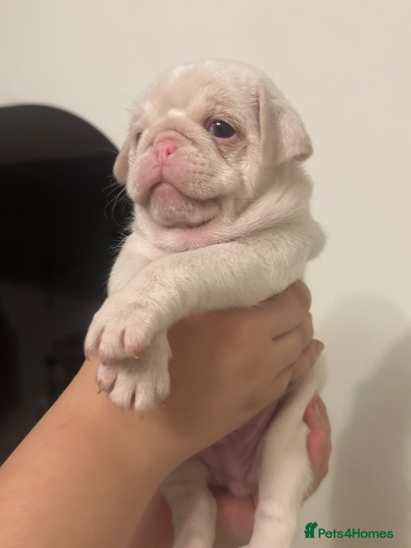Pug dogs Stunning litter of 4 Prestige KC reg Pink Pug Pups - Advert 1