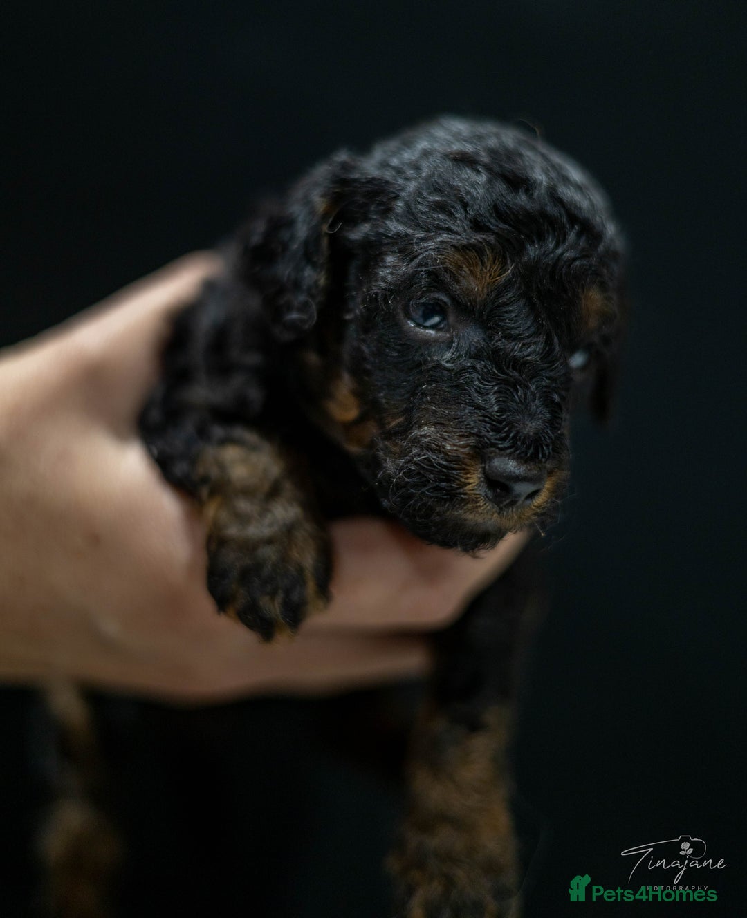 Goldendoodle dogs for sale: Mini Golden doodles - Advert 15