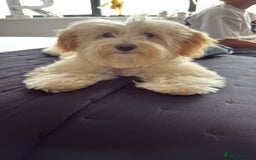 Maltipoo dogs for sale: Daisy F1 Maltipoo - Advert 4