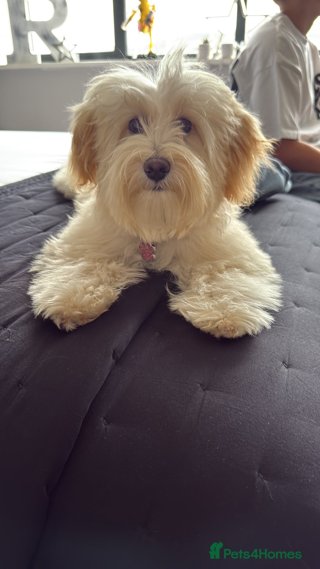 Maltipoo dogs for sale: Daisy F1 Maltipoo - Advert 4