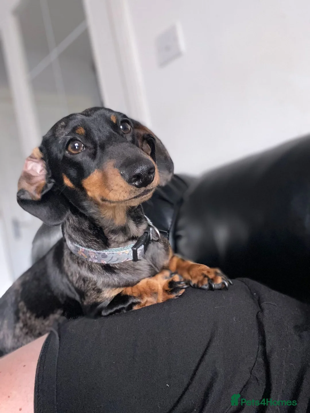 Dachshund dogs for stud: Miniature silver dapple at stud  in Darvel - Advert 3