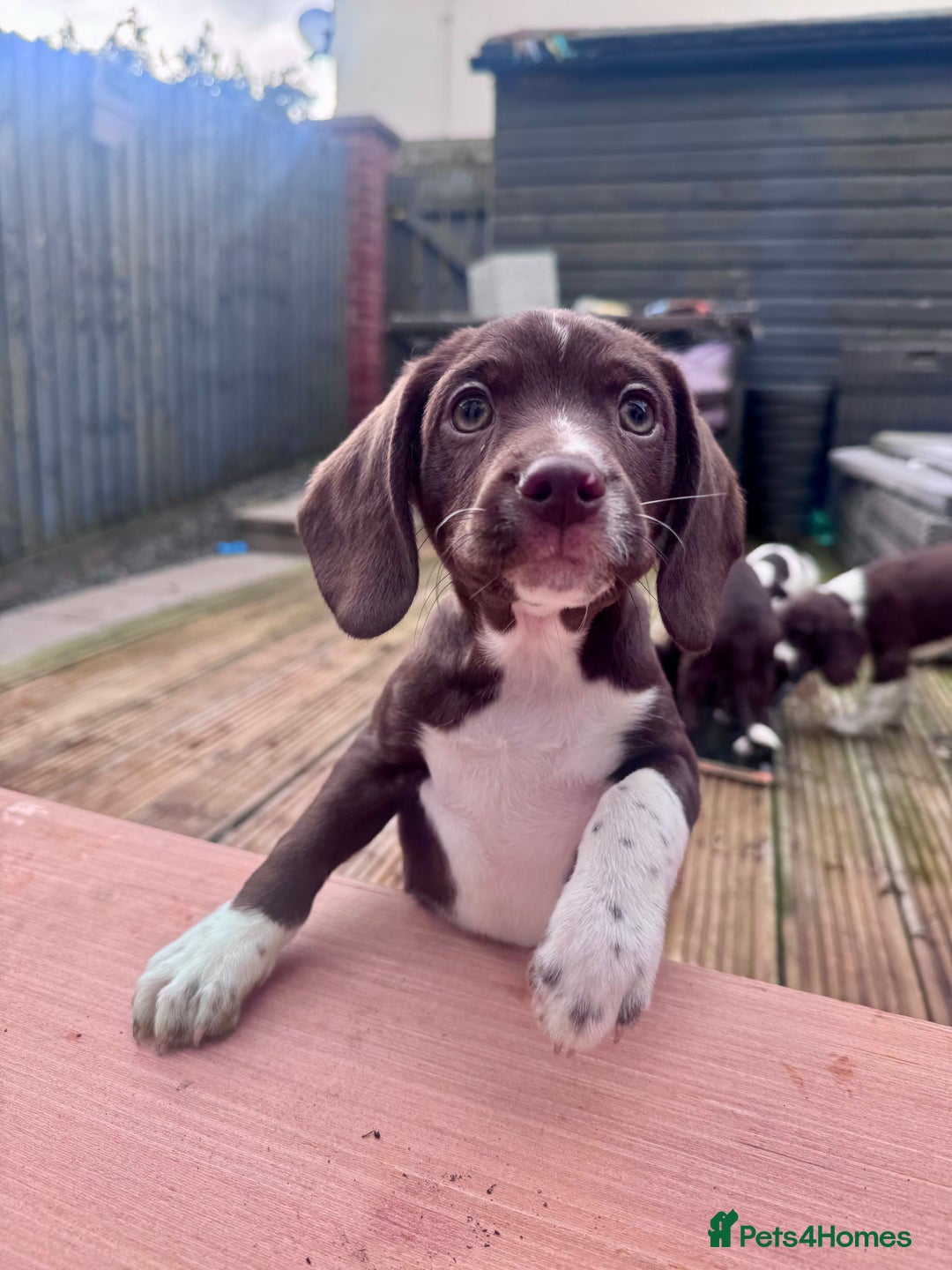 Mixed Breed dogs for sale: Chi sprocker  - Advert 26