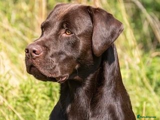 Labrador Retriever dogs Outstanding Labrador Retriever for stud - Advert 1