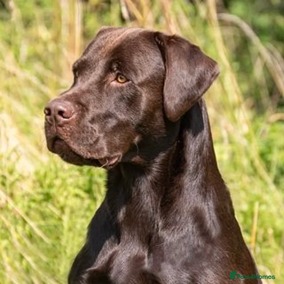 Labrador Retriever dogs for stud: Working chocolate Labrador stud 0/0 hips & elbows - Advert 2