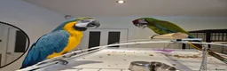 Macaws birds for sale: Tame Blue and gold macaw and military macaw - Advert 4
