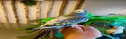 Ringnecks birds for sale: Hand Reared Baby Indian Ringneck Parrots For Sale - Advert 6