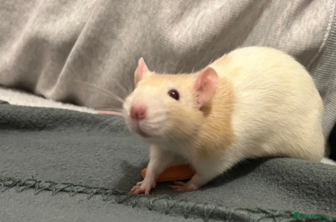 Rat rodents for sale: 2Bonded Female Rats with everything  - Advert 2