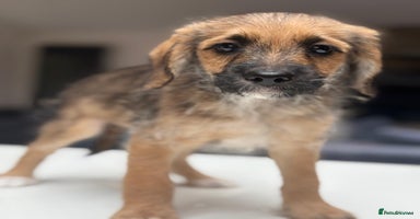 Mixed Breed dogs - Advert 6