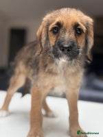 Mixed Breed dogs - Advert 4