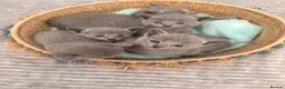 Russian Blue cats for sale: TICA Registered Russian Blue Kittens - Advert 7