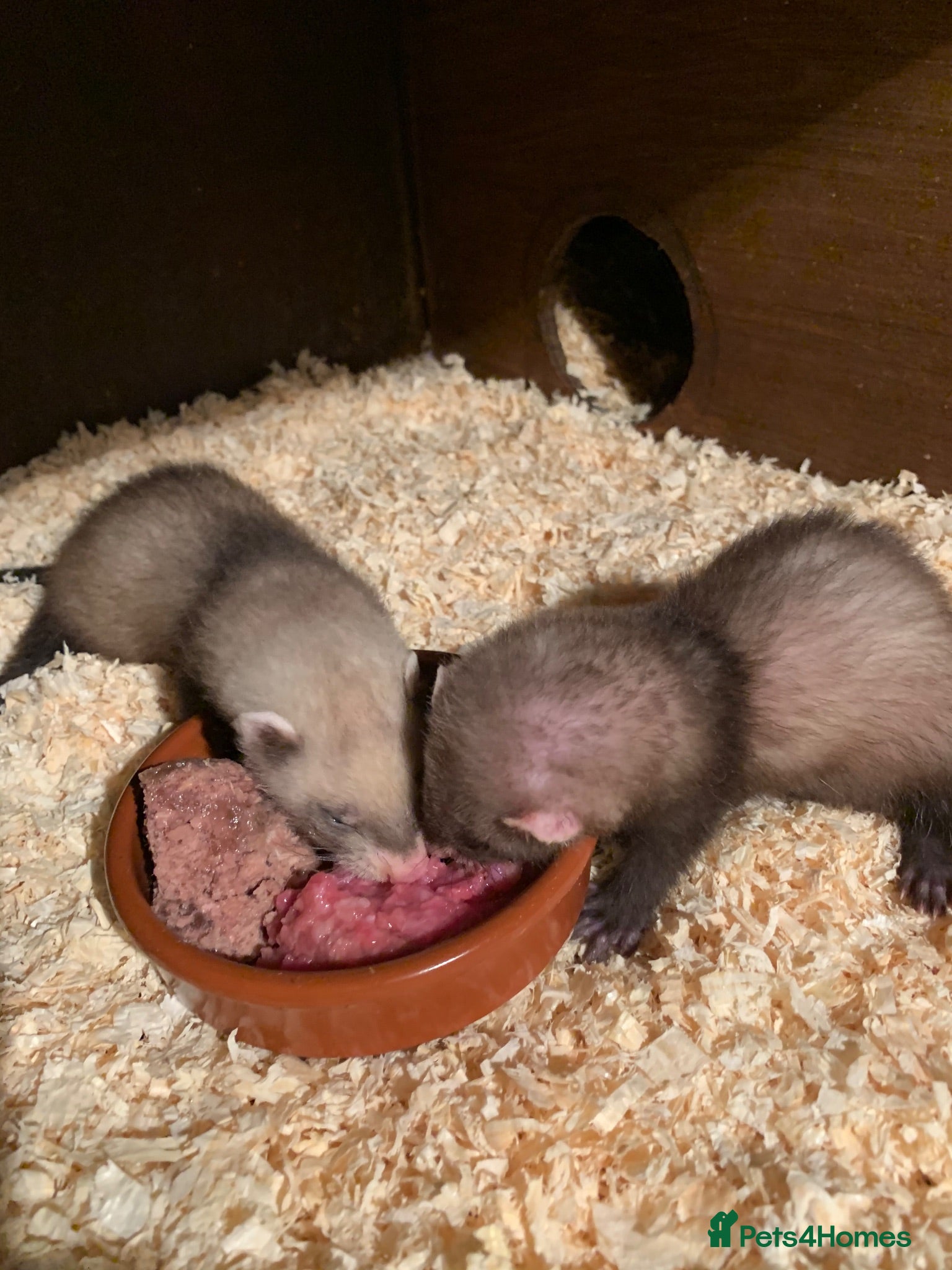 Ferret rodents  Ferret kits for sale  - Advert 23