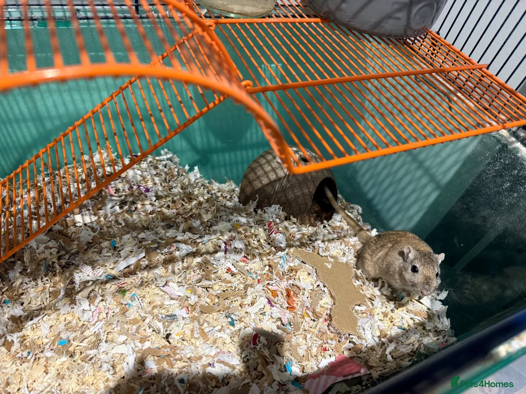 Gerbil rodents for sale: Paired female Gerbils. - Advert 2