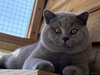 British Shorthair cats CHAMPION BLUE STUD EAST MIDLANDS in Derby - Advert 15