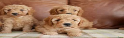 Cavapoo dogs for sale: Quality Health Tested F1b Miniature Cavapoos - Advert 10