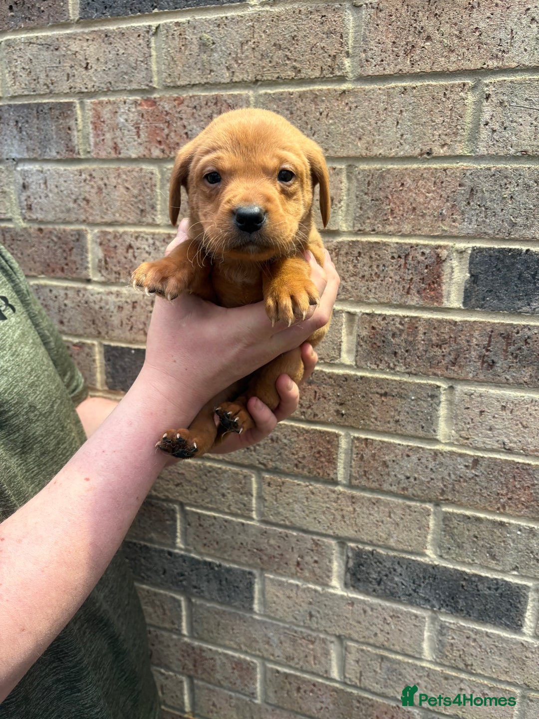 Labrador Retriever dogs for sale: Kc fox red Labrador puppies 4 boys ready to go  - Advert 30