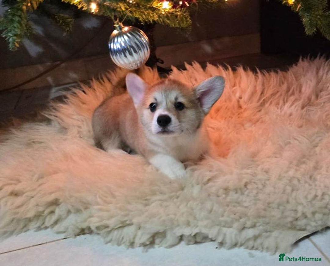 Welsh Corgi Pembroke dogs for sale: Adorable Welsh Corgi Pembroke Puppies for Sale - Advert 4