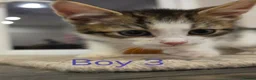 Mixed Breed cats for sale: ​🐾 6 Beautiful Kittens ready to go 💙🩷 - Advert 11