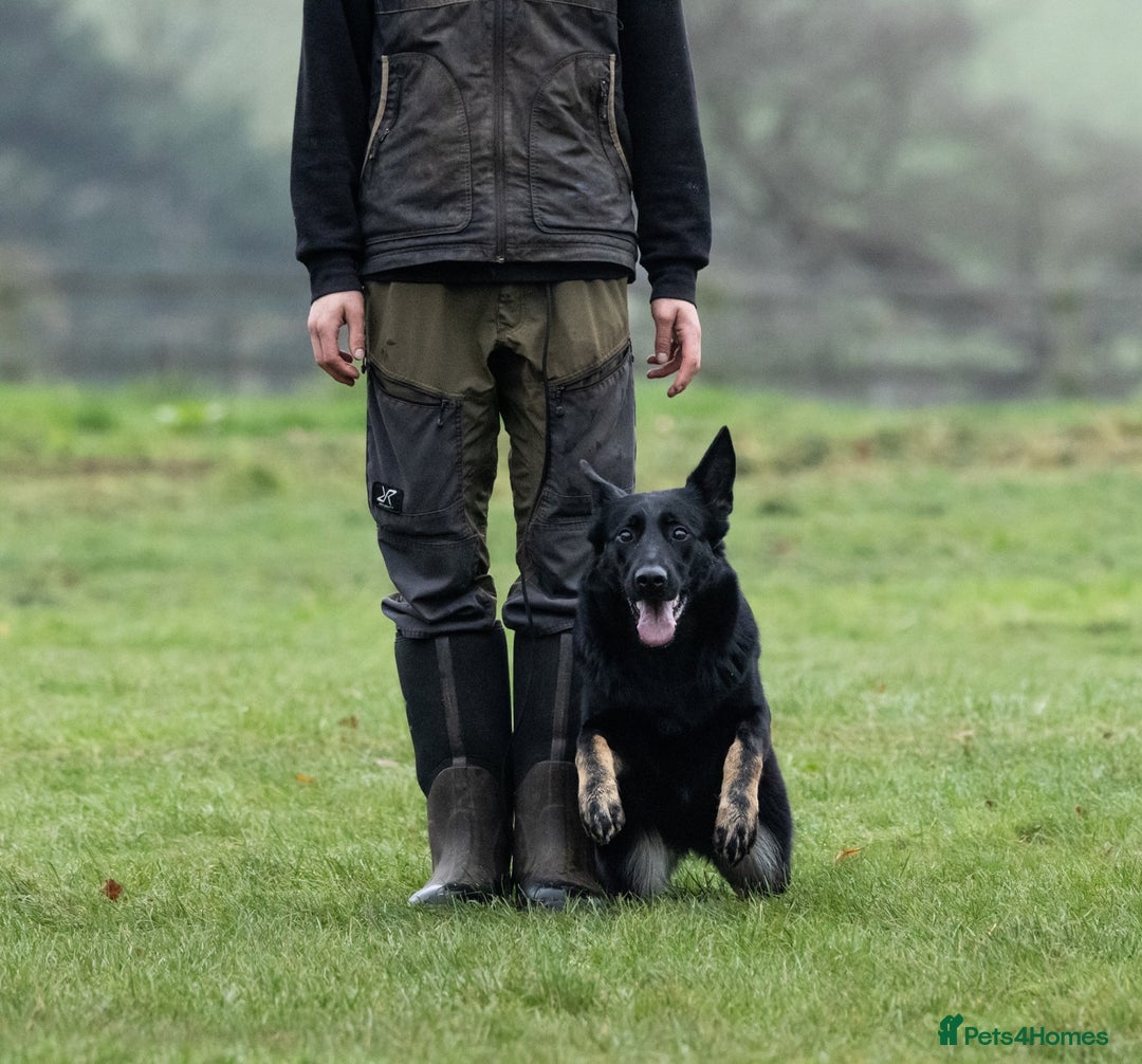 German Shepherd dogs for sale: Nix female  - Image 5
