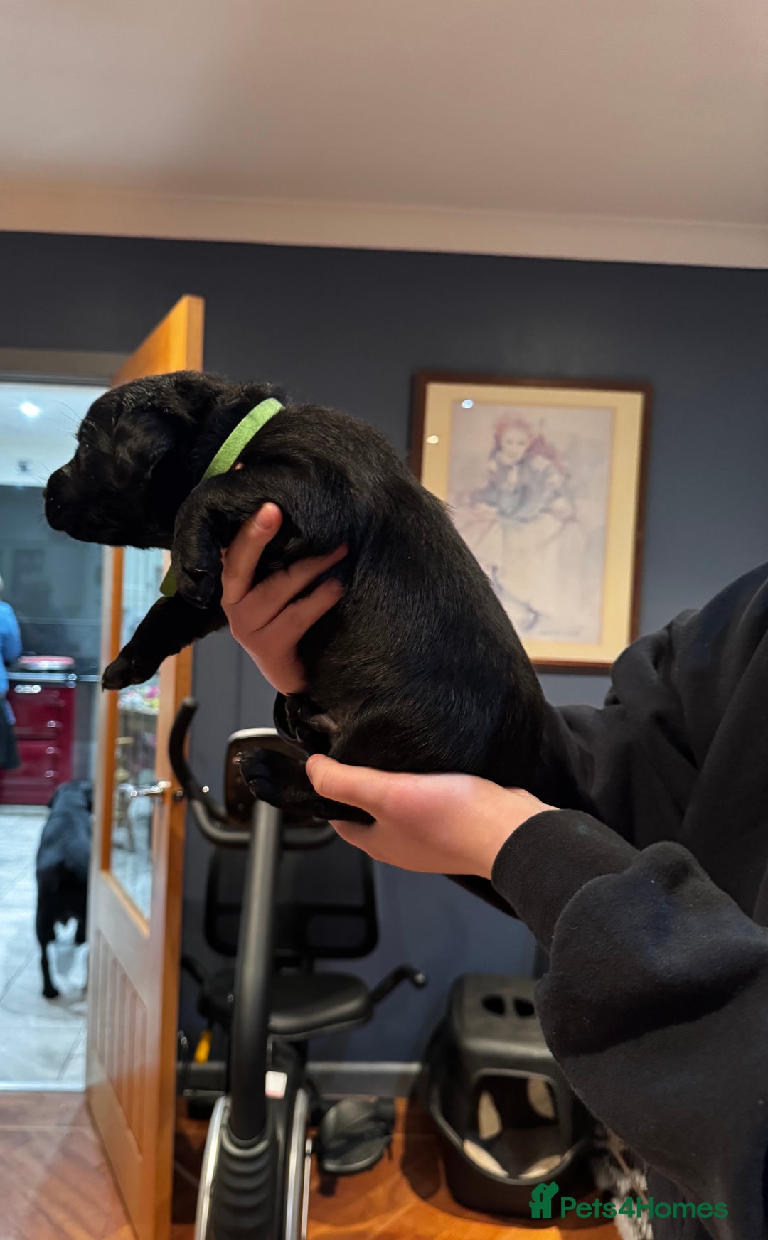 Labrador Retriever dogs for sale: Chunky Labrador puppies  - Advert 9