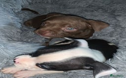 American Bully dogs for sale: pocket bully pups looking for there forever home  - Image 14