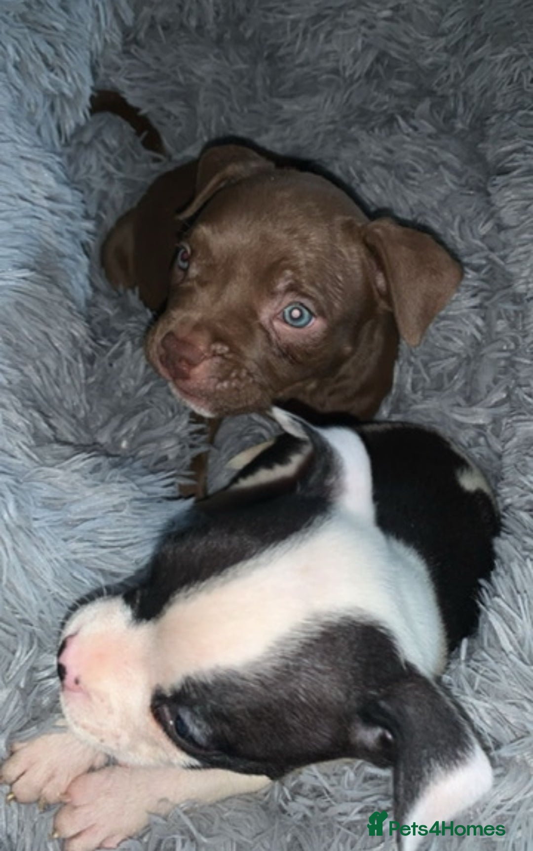 American Bully dogs for sale: pocket bully pups looking for there forever home  - Image 14