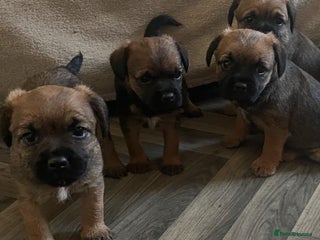 Border Terrier dogs SLEM CLEAR Border terrier puppies 5 GIRLS - Advert 5