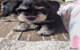Miniature Schnauzer dogs for sale: Kc reg miniature schnauzer pups available  - Image 8