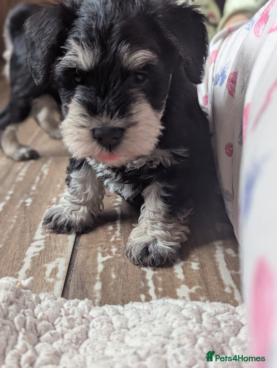 Miniature Schnauzer dogs for sale: Kc reg miniature schnauzer pups available  - Image 8