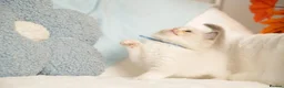 Ragdoll cats for sale: Elite TICA Kittens – Champion Bloodlines - Advert 25