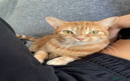 Domestic Shorthair cats for sale: Rehome Cats  - Image 6