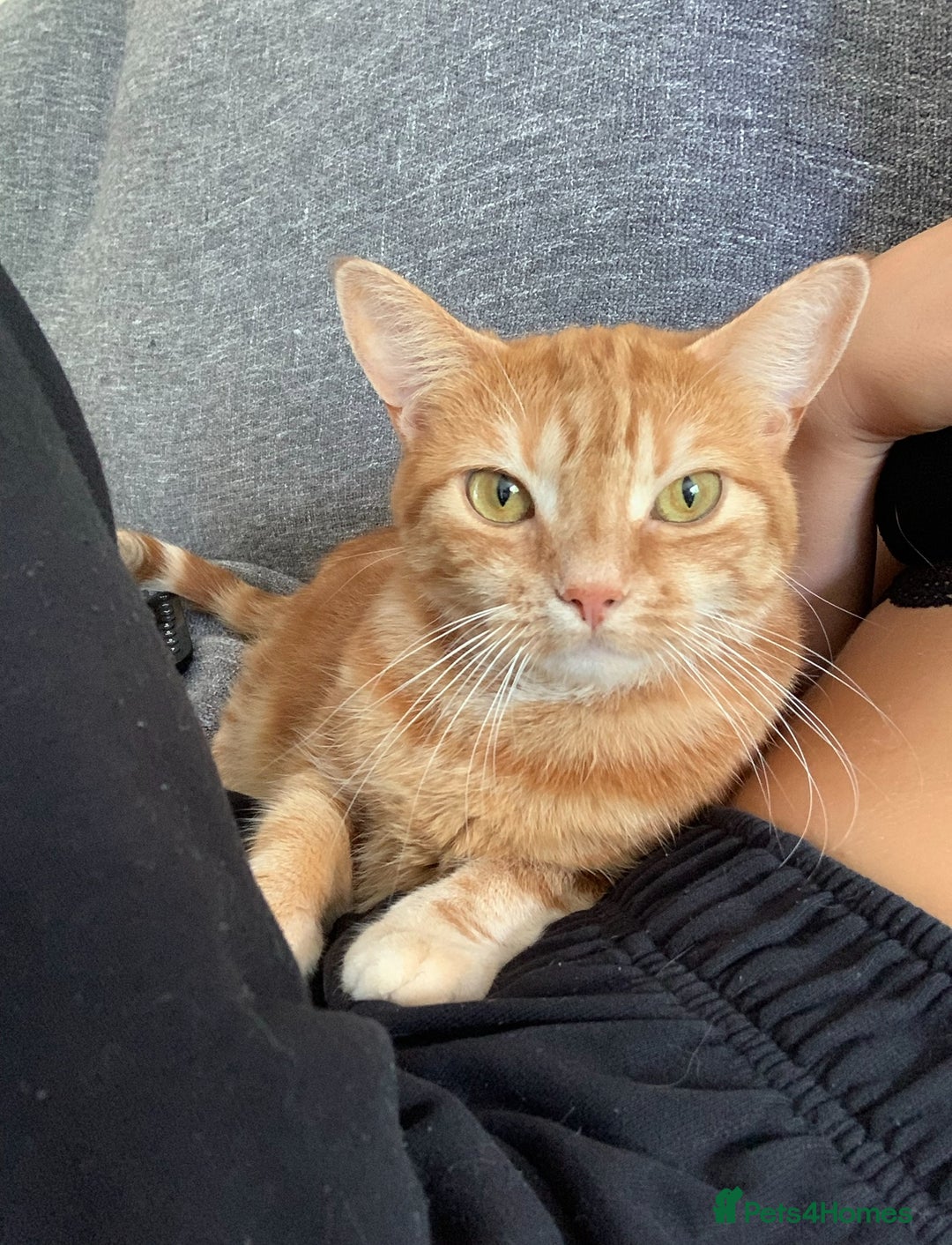 Domestic Shorthair cats for sale: Rehome Cats  - Image 6