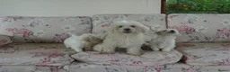 Bichon Frise dogs for sale: Beautiful Bichon Frise Puppy - Advert 4
