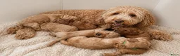 Australian Labradoodle dogs for sale: 🌟 Australian Labradoodle Puppies – 3 Weeks Old 🌟 - Advert 2