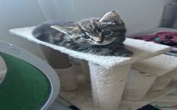 Maine Coon cats for sale: Maine coon cross  - Image 6