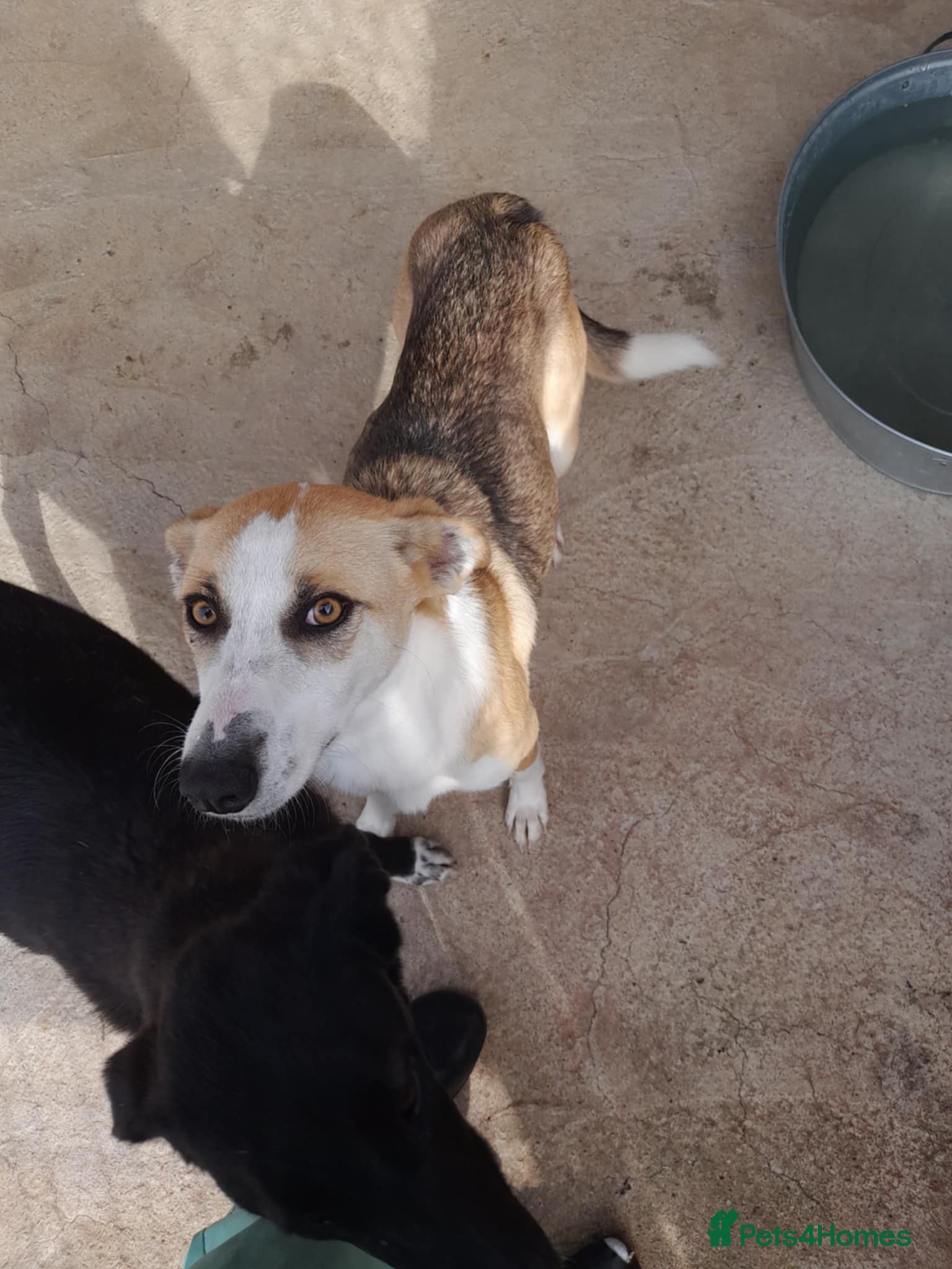 Mixed Breed dogs Sven. 18 months approx. Available for adoption. - Advert 1