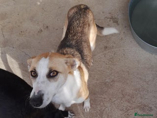 Mixed Breed dogs Sven. 18 months approx. Available for adoption. - Advert 1