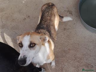 Mixed Breed dogs Sven. 18 months approx. Available for adoption. - Advert 11