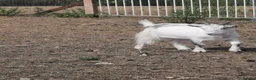 Goats livestock for sale: Very friendly pigme goat - Advert 2