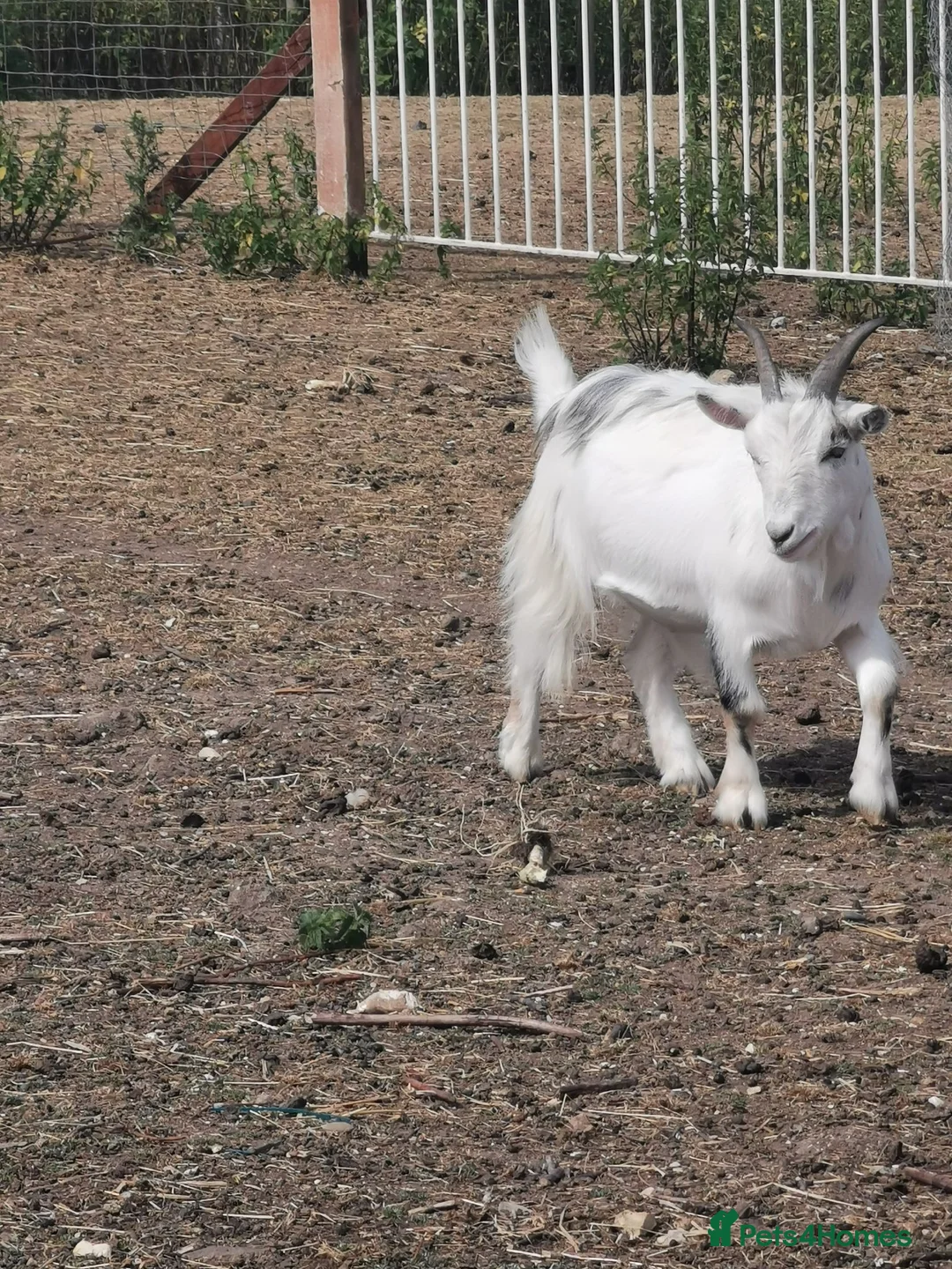 Goats livestock for sale: Very friendly pigme goat - Advert 2