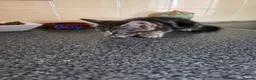 Mixed Breed cats for sale: Kittens looking for their forever homes - Advert 10