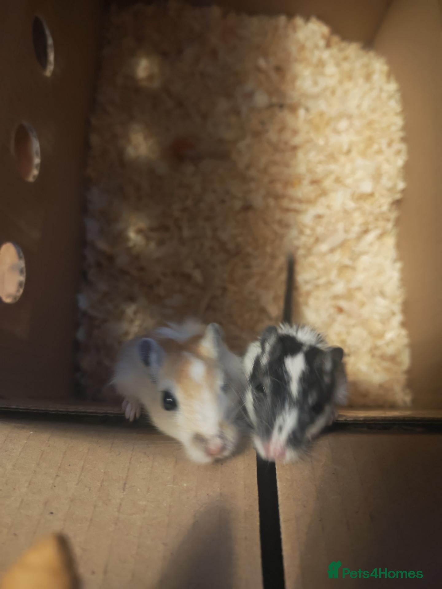 Gerbil rodents Male gerbils  - Advert 2